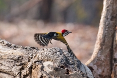 Lesser Goldenback in flight