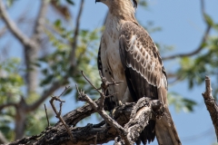 Crested Hawk Eagle