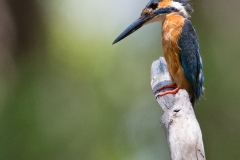 Common Kingfisher