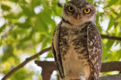 Spotted Owlet