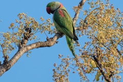 Alexandrine Parakeet