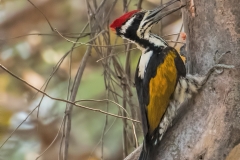 White Naped Woodpecker