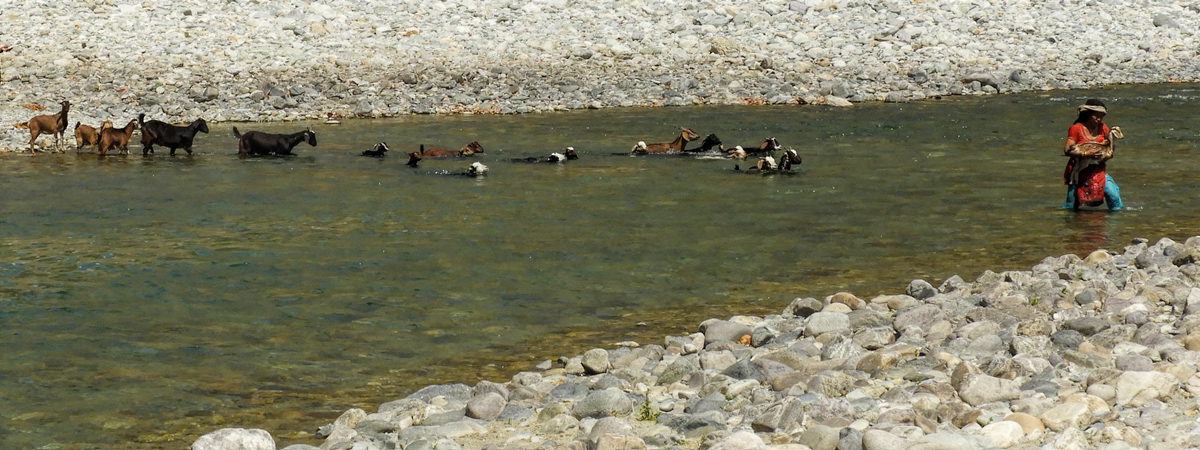 Wildlife Photography India