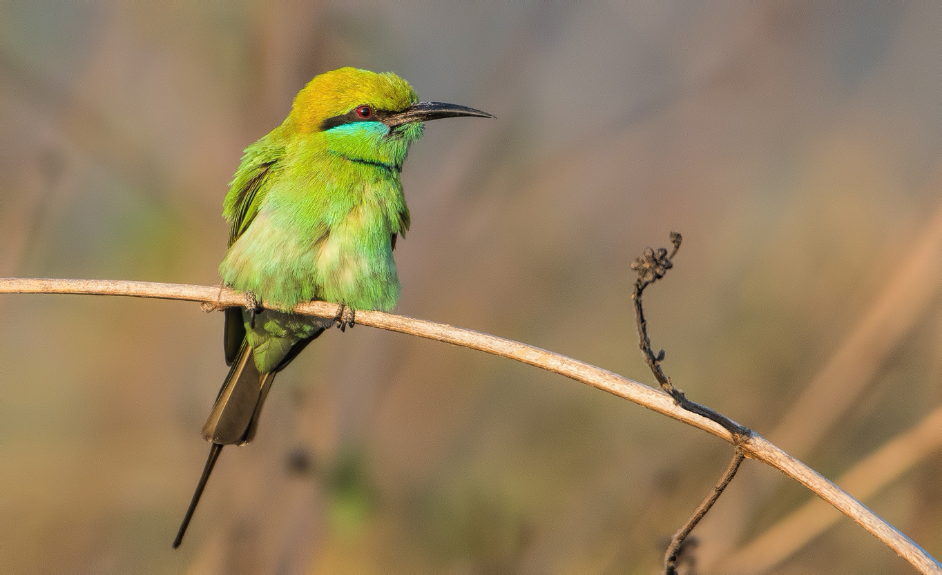 green bee-eater