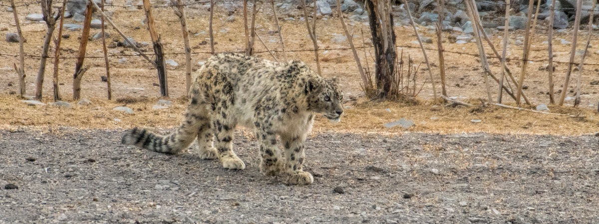 Wildlife Photography India