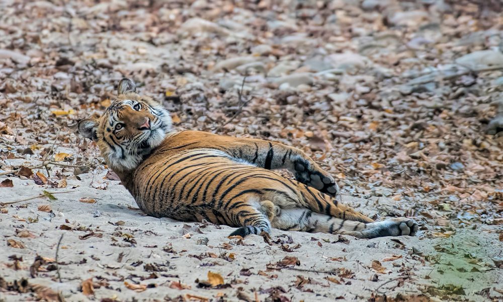 tiger lying on the ground