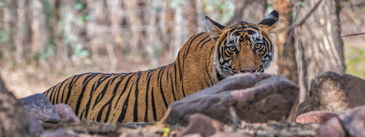 tiger staring at camera