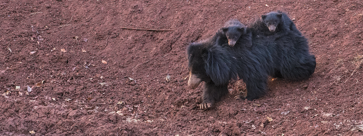 Red Pandas and Sloth Bears - Wildlife Photography India
