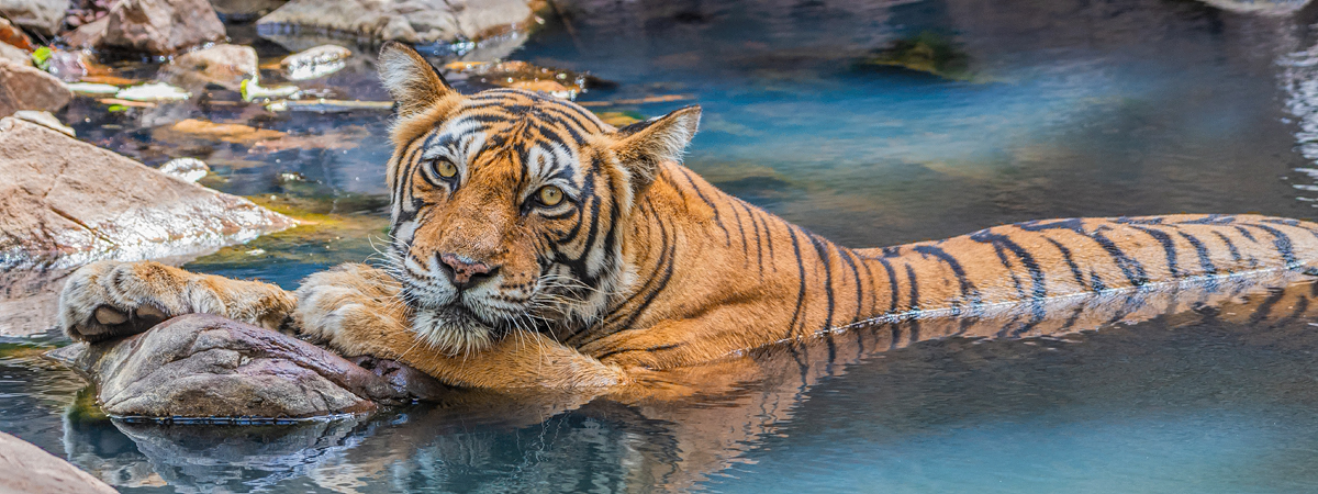 Culture - Wildlife Photography India