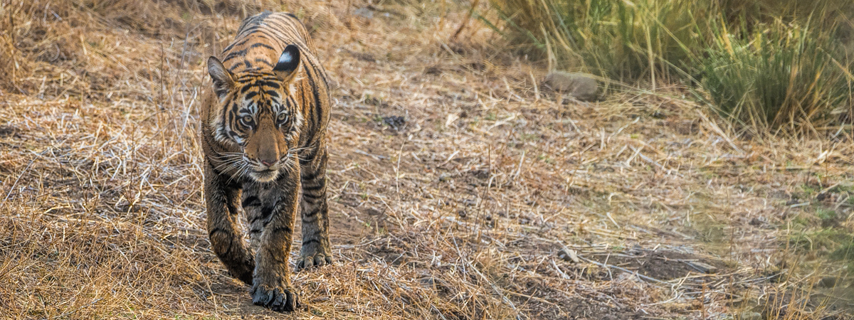 Wildlife Photography India