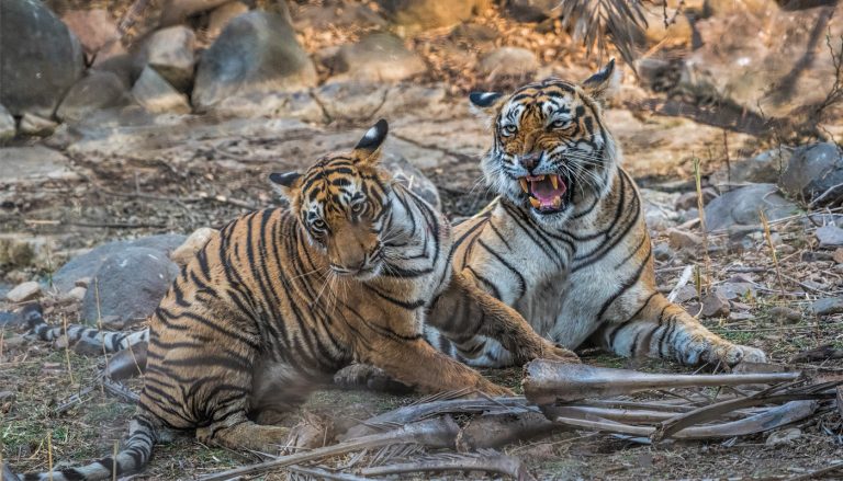 tigers playing