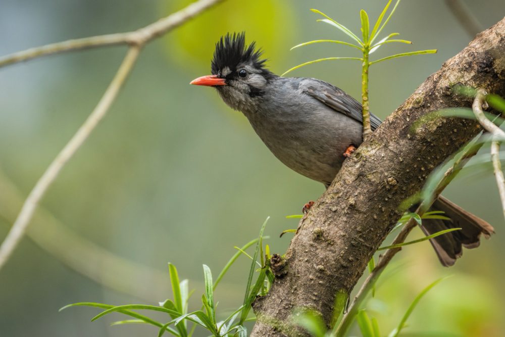 Black bulbul