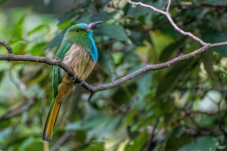 blue bearded bee eater