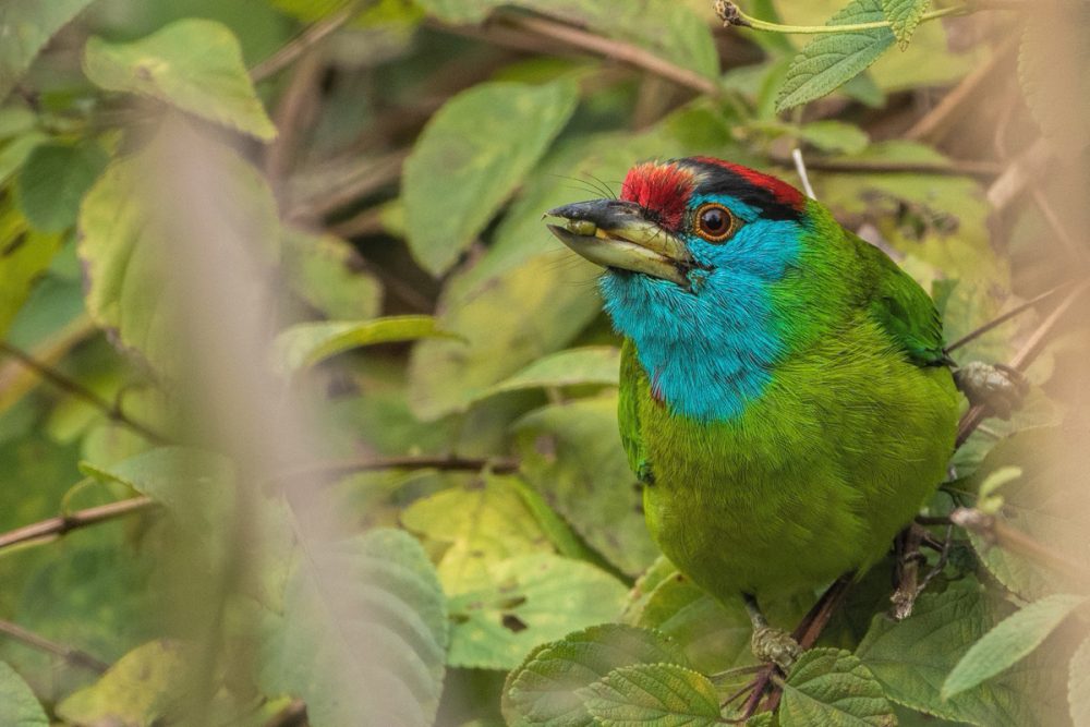 blue throated barbet