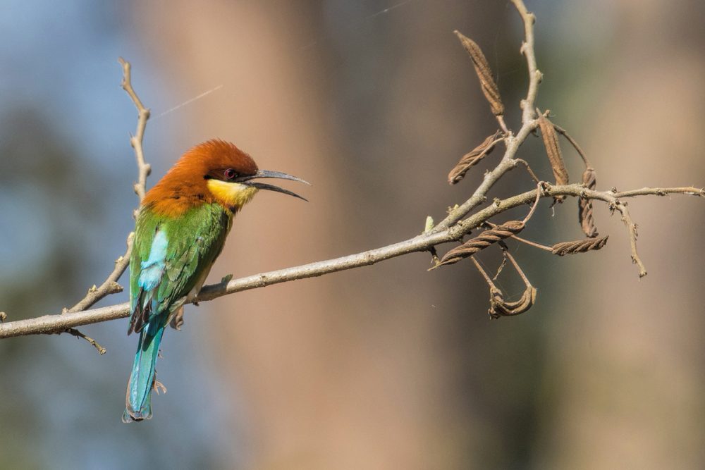 chestnut headed bee eater