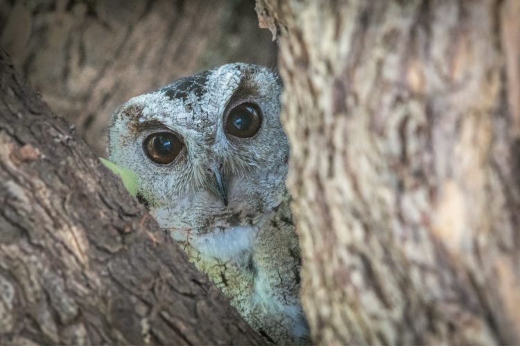 indian scops owl