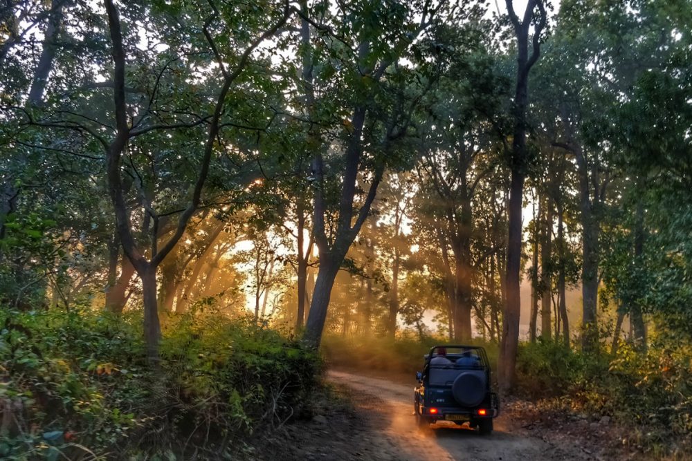 jeep safari through forest, India