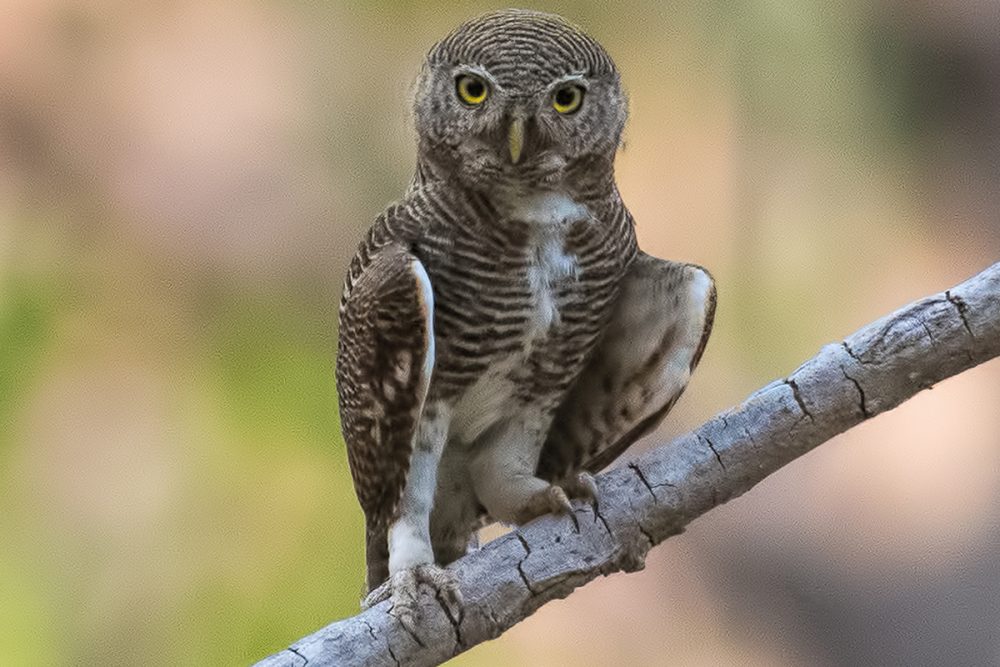 jungle owlet