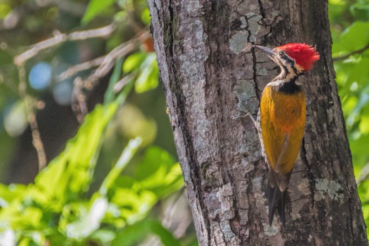 lesser flameback