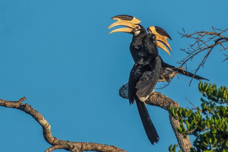 malabar pied hornbill