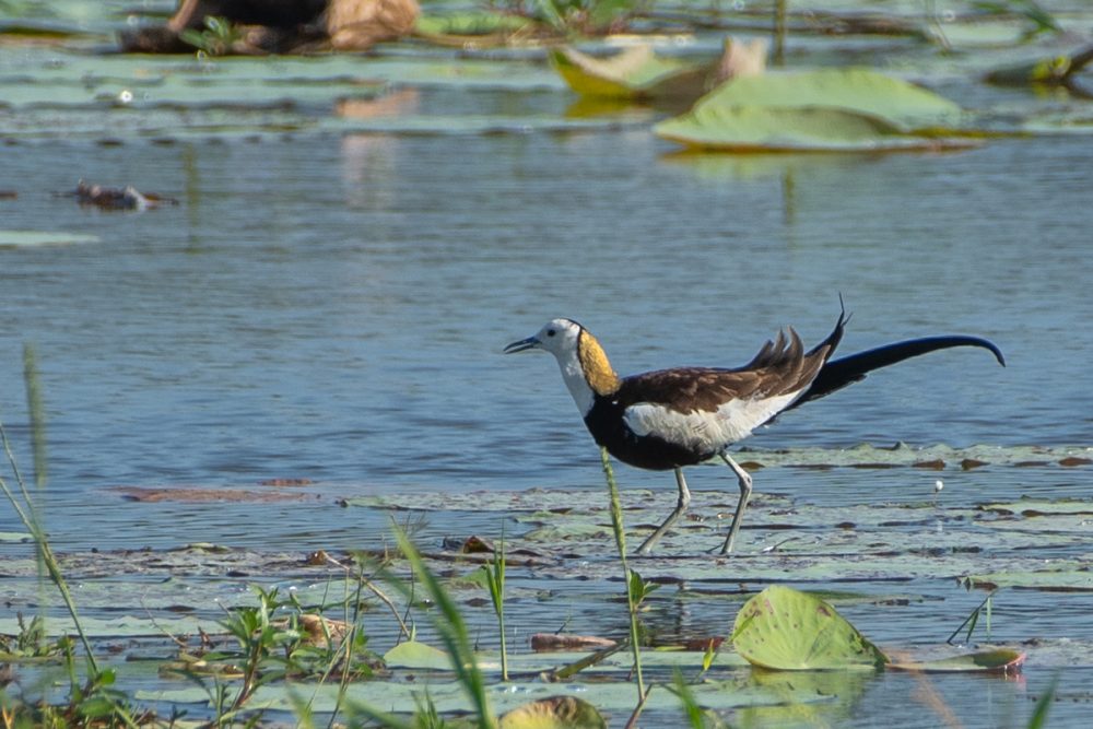 pheasant tailed jacana