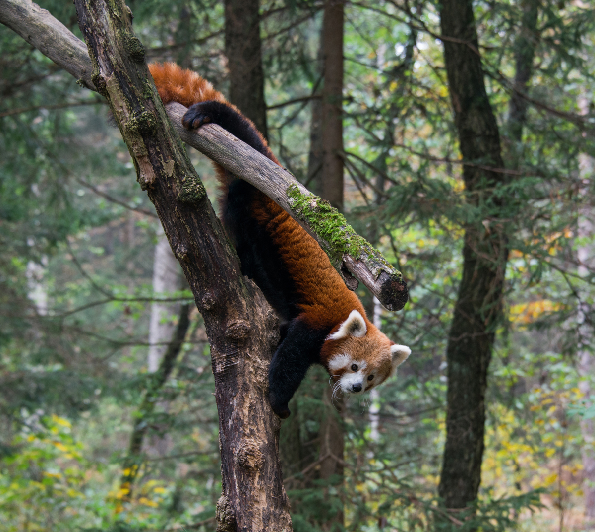 red panda in a tree