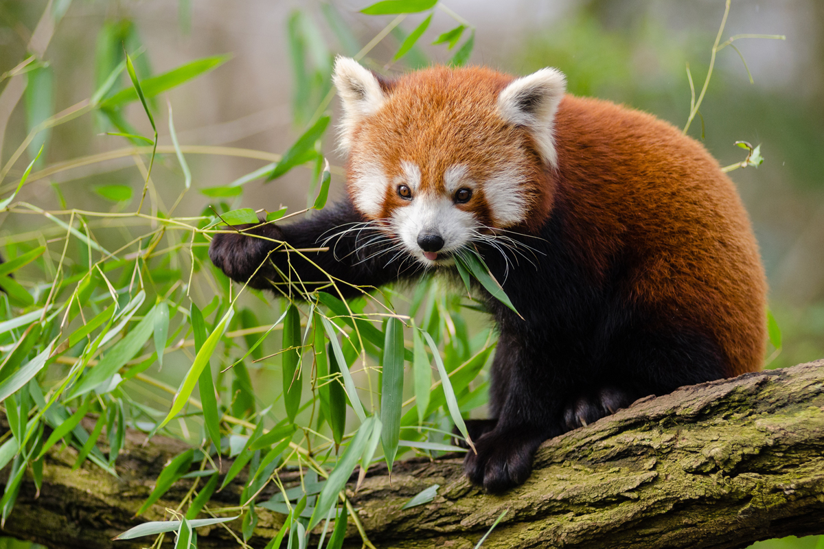 red panda