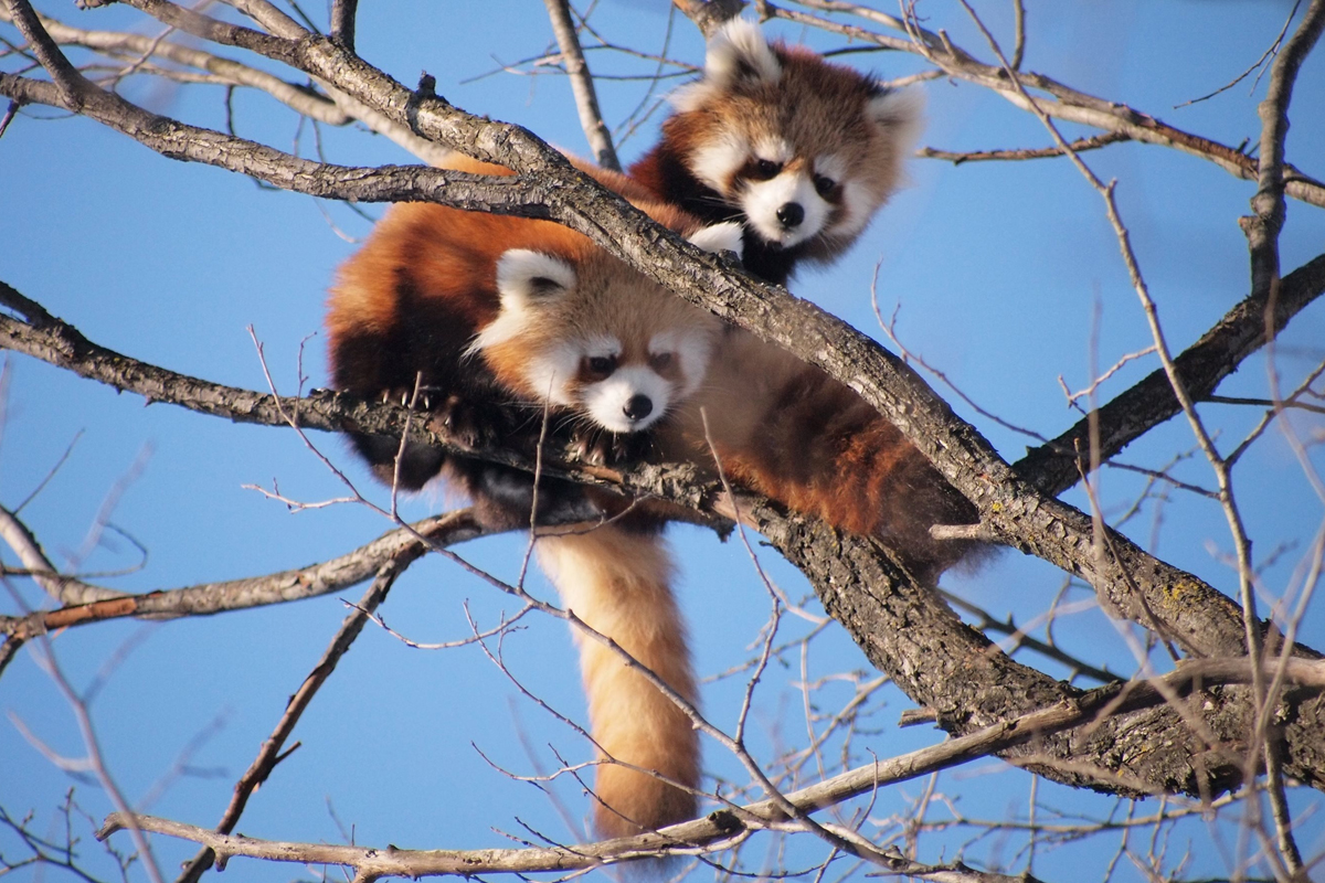 Red pandas in a tree