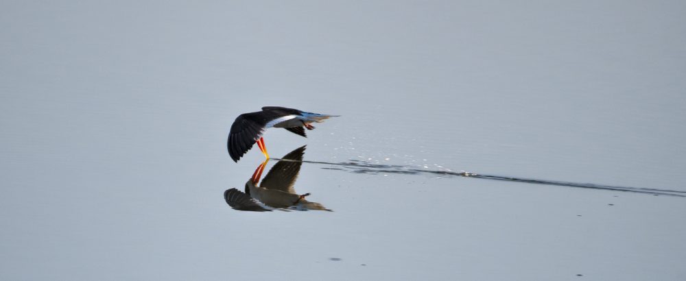 Indian Skimmer, Satpura Tiger Reserve