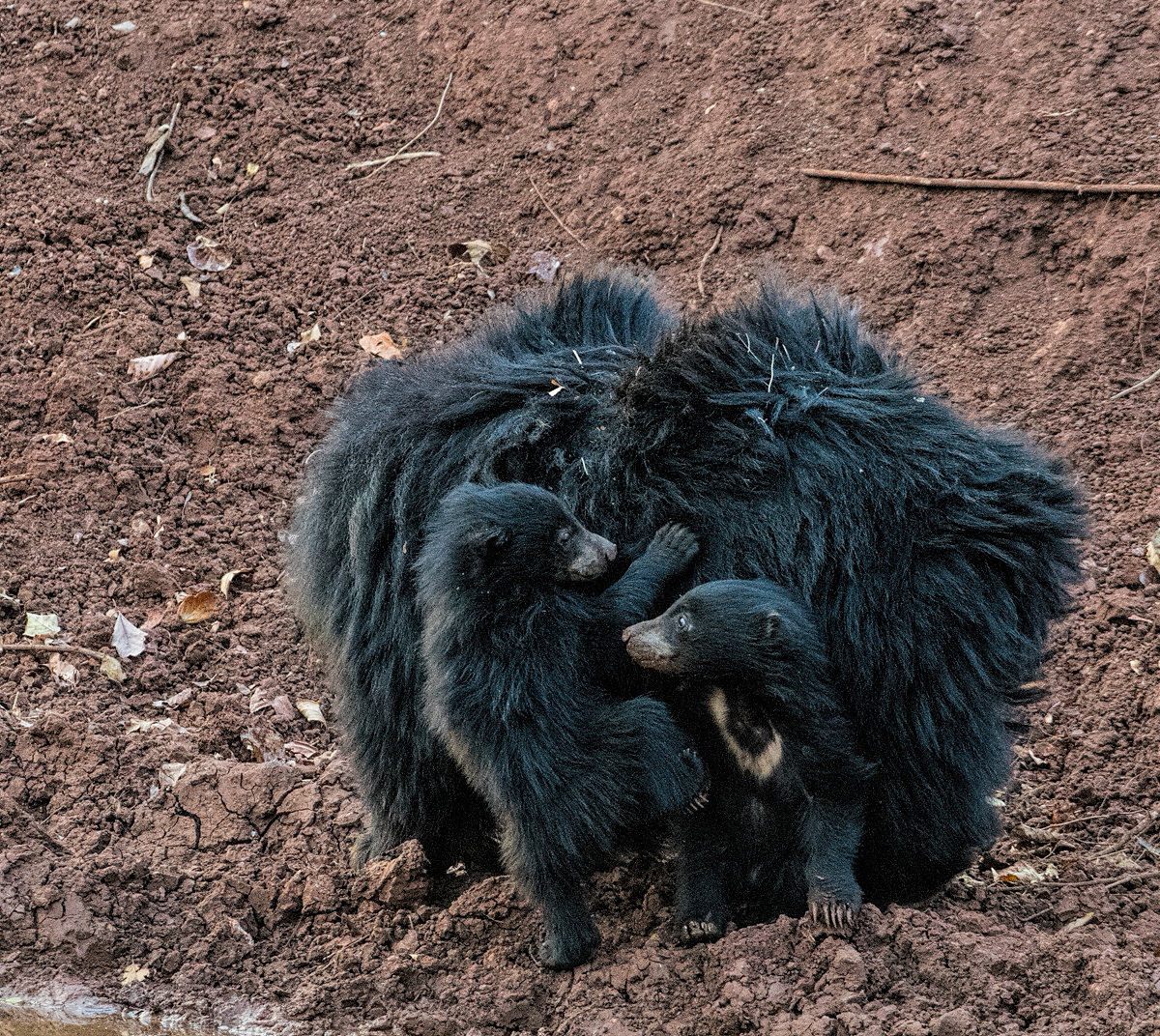 Sloth Bear, 2 cubs climbing onto mother's back