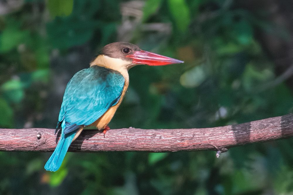 stork billed kingfisher