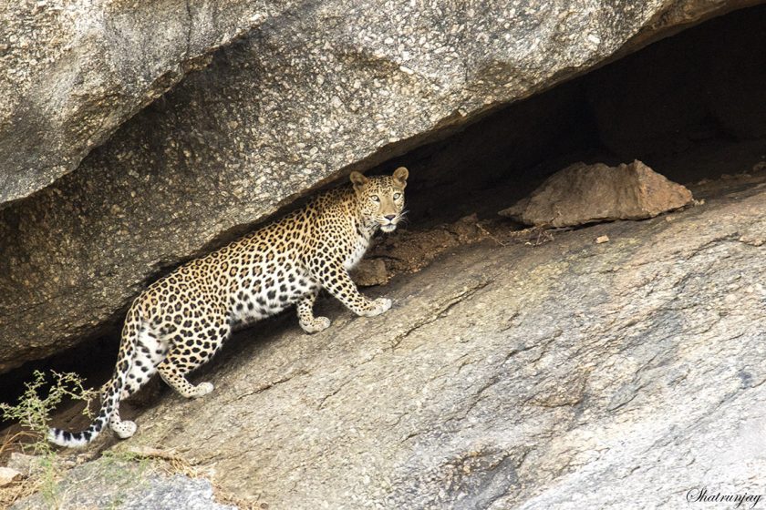 leopard on the rocks at Bera