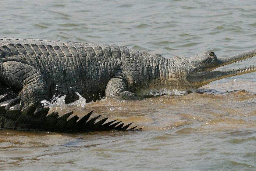 gharial