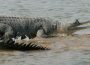 gharial