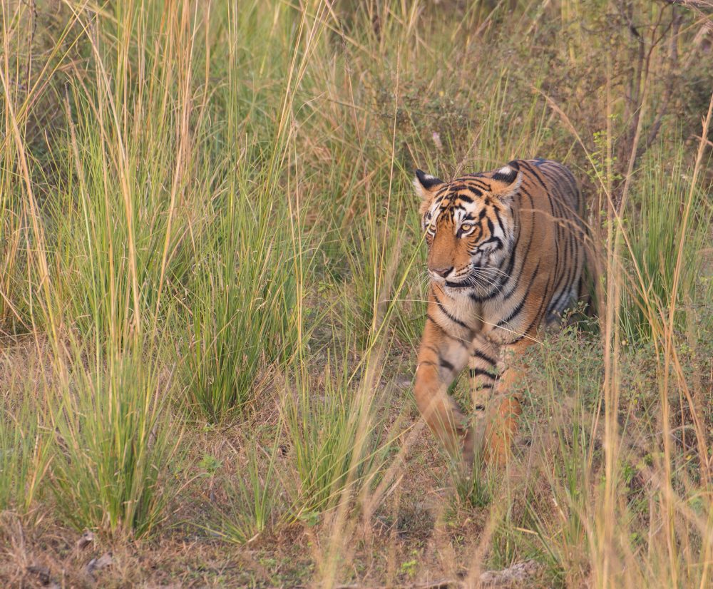 Arrowhead, a Ranthambhore tigress