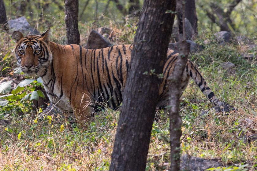 Noor, a Ranthambhore tigress