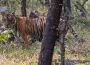 Noor, a Ranthambhore tigress