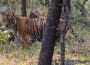 Noor, a Ranthambhore tigress