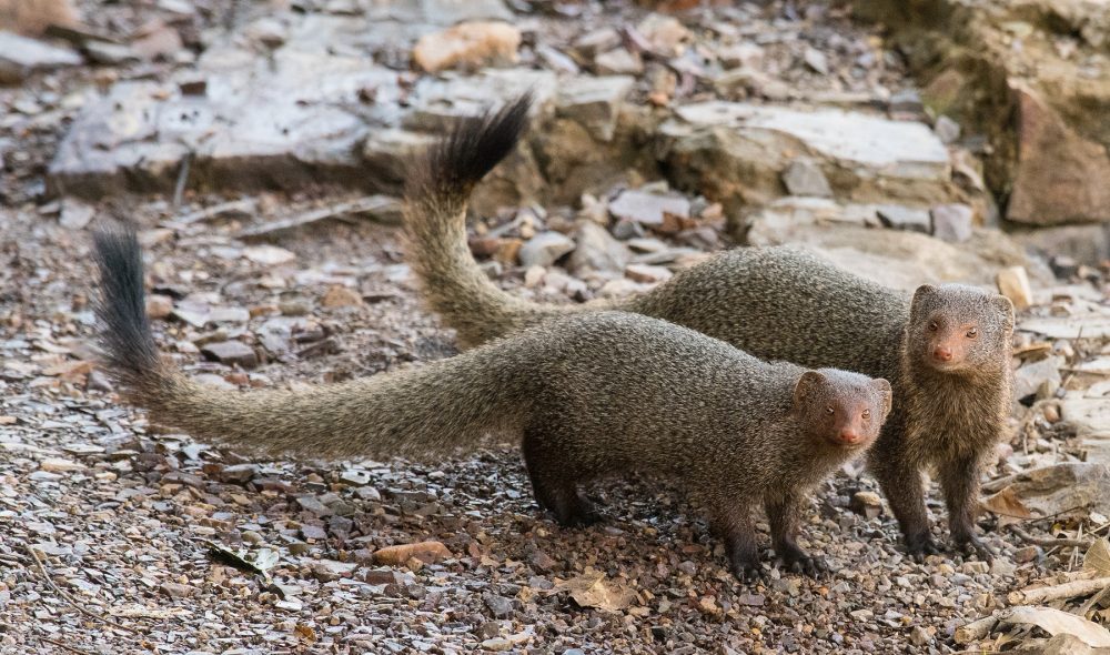 Ruddy Mongoose / Black tailed Mongoose