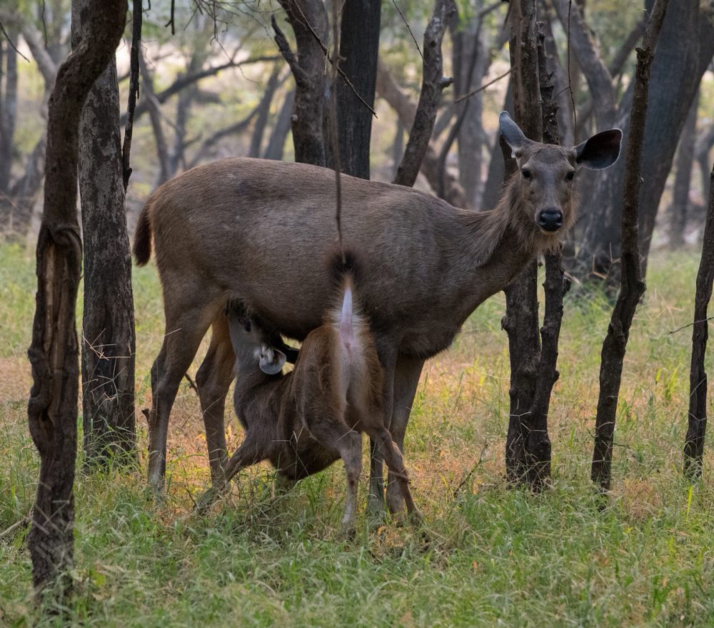 Sambar