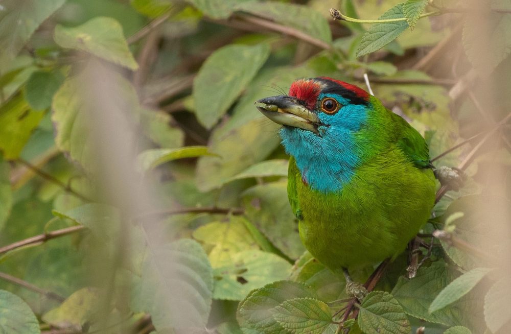 Blue-throated Barbet