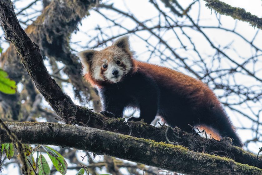 Red Panda