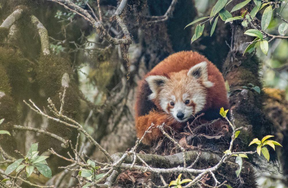 Red Panda