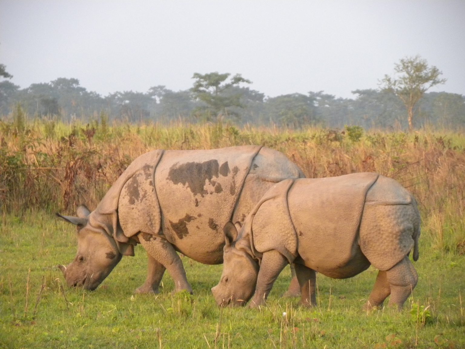 one horned rhinos - Manas