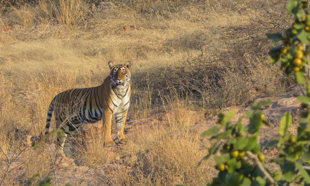 Tiger