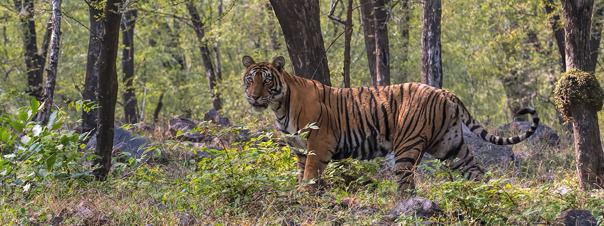 Wildlife Photography India