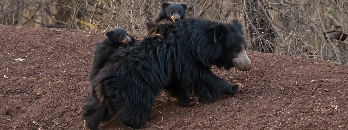 Wildlife Photography India