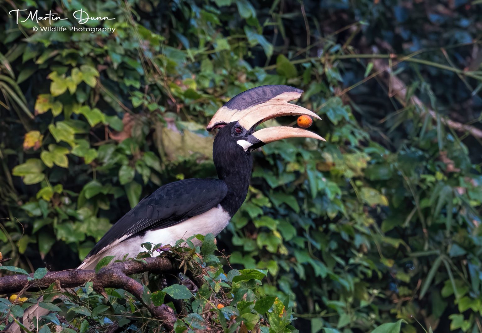 Malabar Hornbill