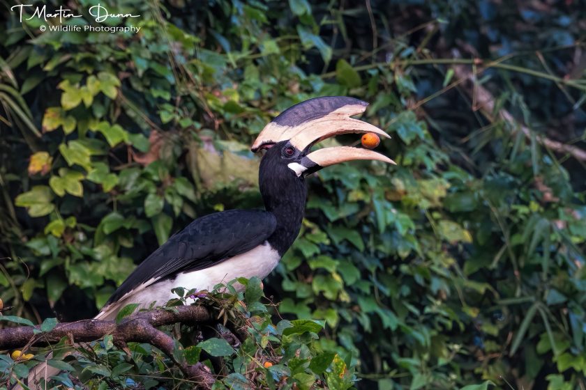 Malabar Hornbill