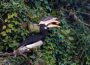 Malabar Hornbill